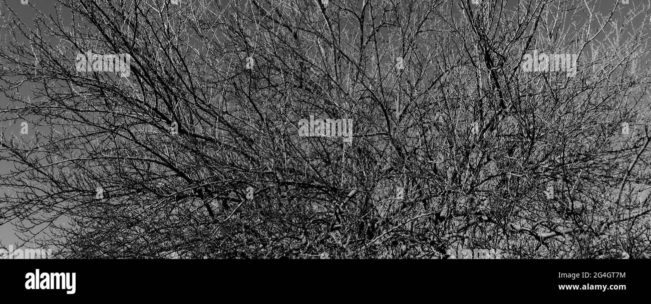 Splendido sfondo d'autunno. Scena naturale con rami di albero su sfondo cielo Foto Stock