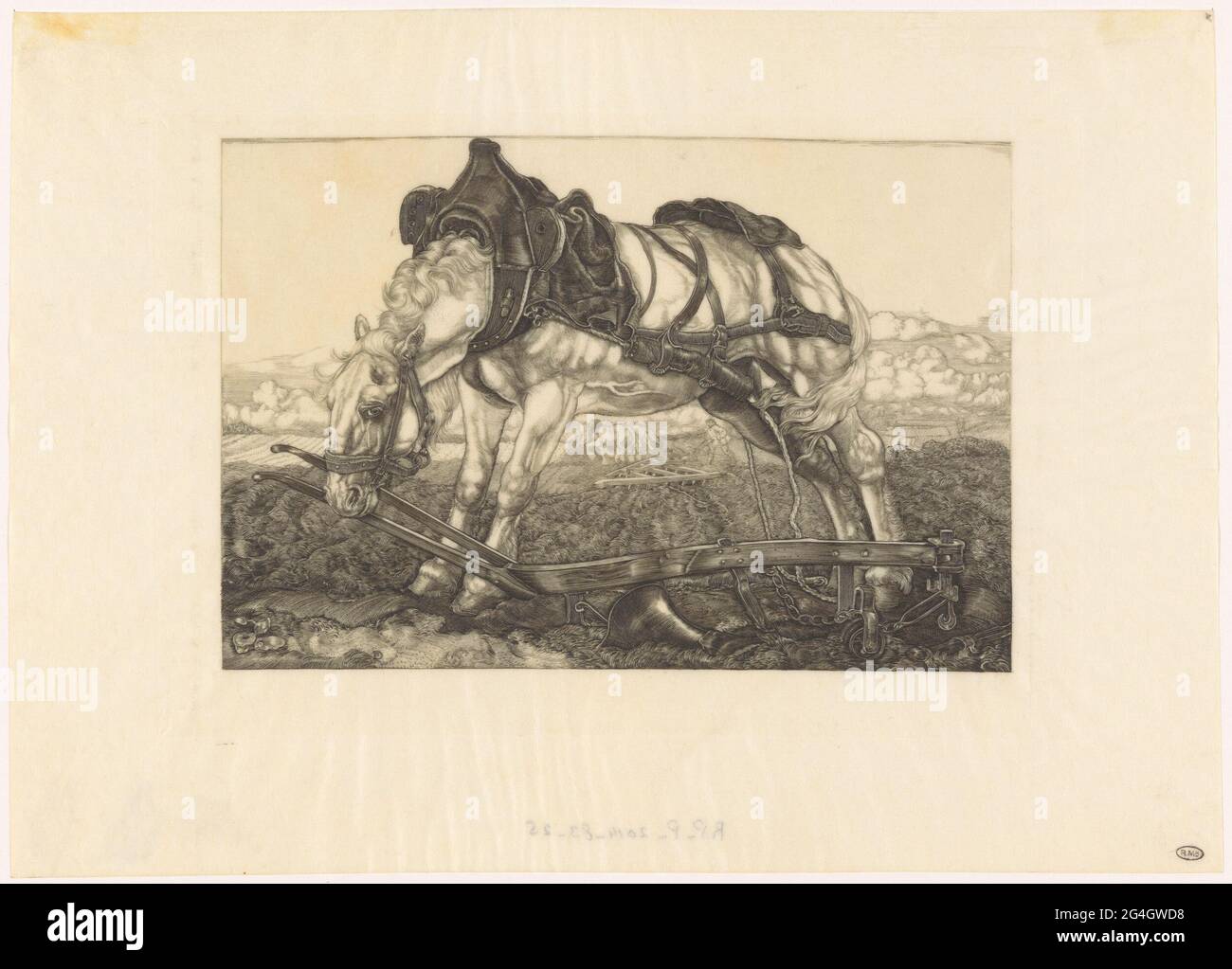 Cavallo aratro di riposo. Un cavallo è piegato sopra una squadra. Sotto il ventre del cavallo attraverso una vista di un EC e di un arando cavalli doppi. Foto Stock