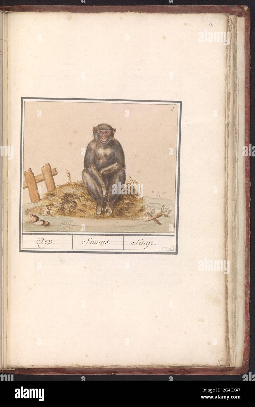 Scimmia (primati); Aep. / Simius. / Singe. Scimmia seduta. Numerato in alto a destra: 1. Parte del secondo album con disegni di amici a quattro zampe. Secondo di dodici album con disegni di animali, uccelli e piante conosciuti intorno al 1600, realizzati dall'imperatore Rudolf II Con spiegazione in olandese, latino e francese. Foto Stock