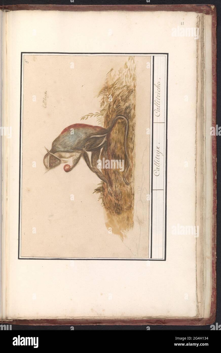 Meerkat giallo-verde (Chloroce Sabaeus); Callitrijx. / Callitriche. Giallo-verde Meerkat. Seduta con frutta in mano. Numerato in alto a destra: 6. Iscrizione con nome in latino. Parte del secondo album con disegni di amici a quattro zampe. Secondo di dodici album con disegni di animali, uccelli e piante conosciuti intorno al 1600, realizzati dall'imperatore Rudolf II Con spiegazione in olandese, latino e francese. Foto Stock