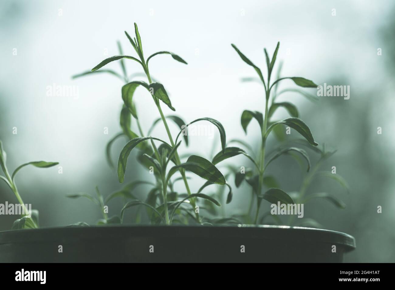 Piante verdi giovani pianta crescere in vaso nero su un davanzale, primo piano foto con fuoco morbido selettivo Foto Stock