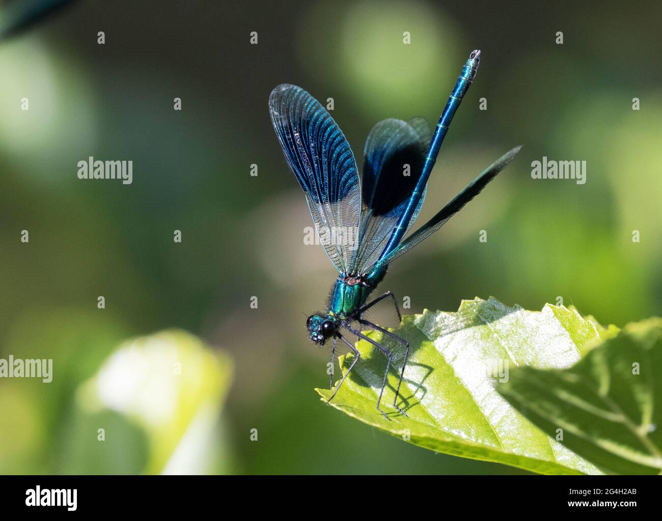 Demoiselle Dasselfly su foglia, Calopteryx splendens, esempio di insetti britannici, Oxfordshire UK Foto Stock