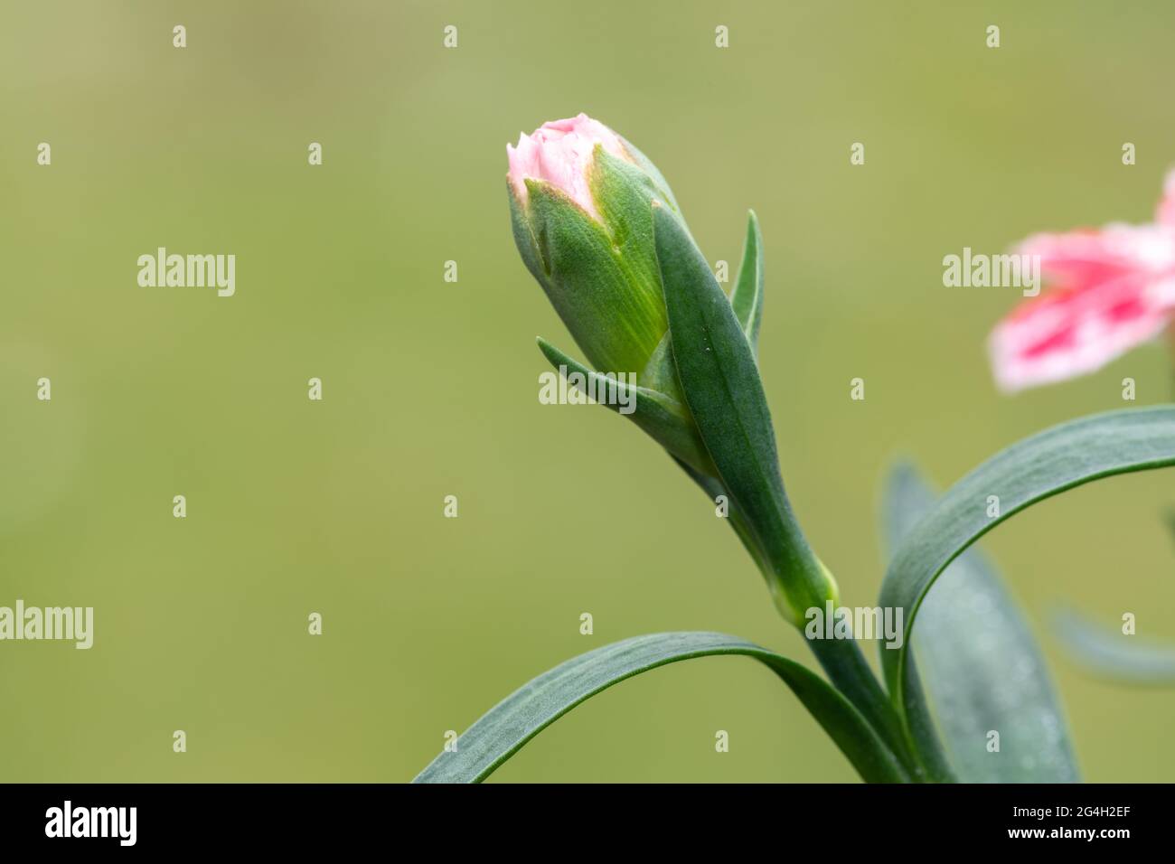 Primo piano di germoglio su una pianta di dianthus Foto Stock