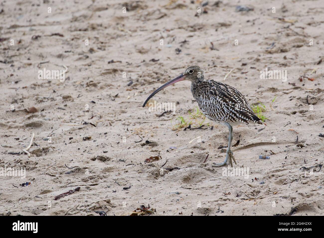 Curlew, Numenius arquata, sulla spiaggia di passeggiata. Costa di Northumbria. REGNO UNITO Foto Stock