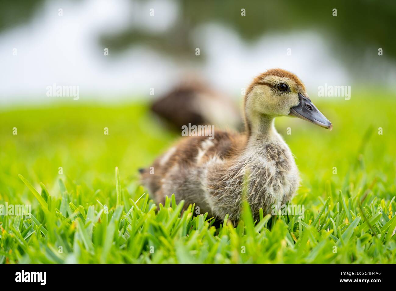 Foto di una giovane anatra su un campo di erba Foto Stock