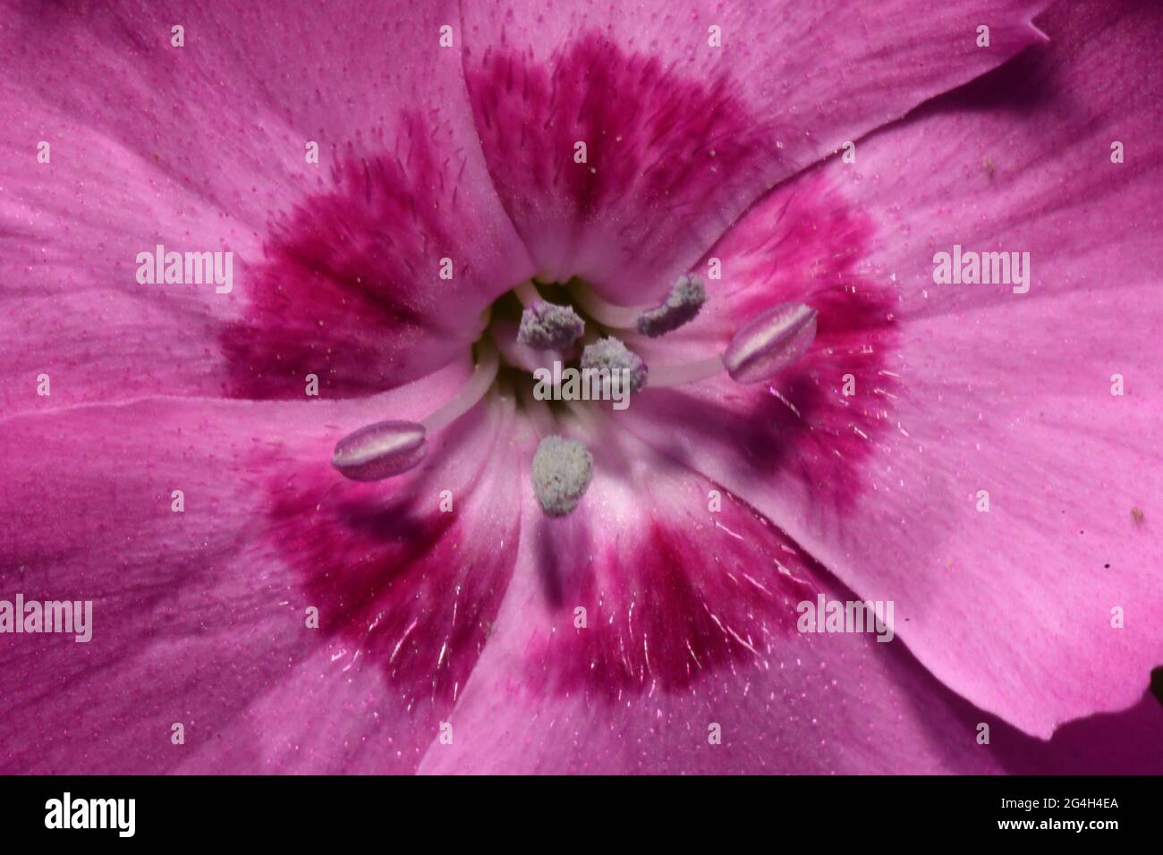 Dianthus rosa, primo piano, che mostra lo Stamen costituito dal filamento con l'antera sulla sua punta.crescente in un giardino Somerset. Foto Stock