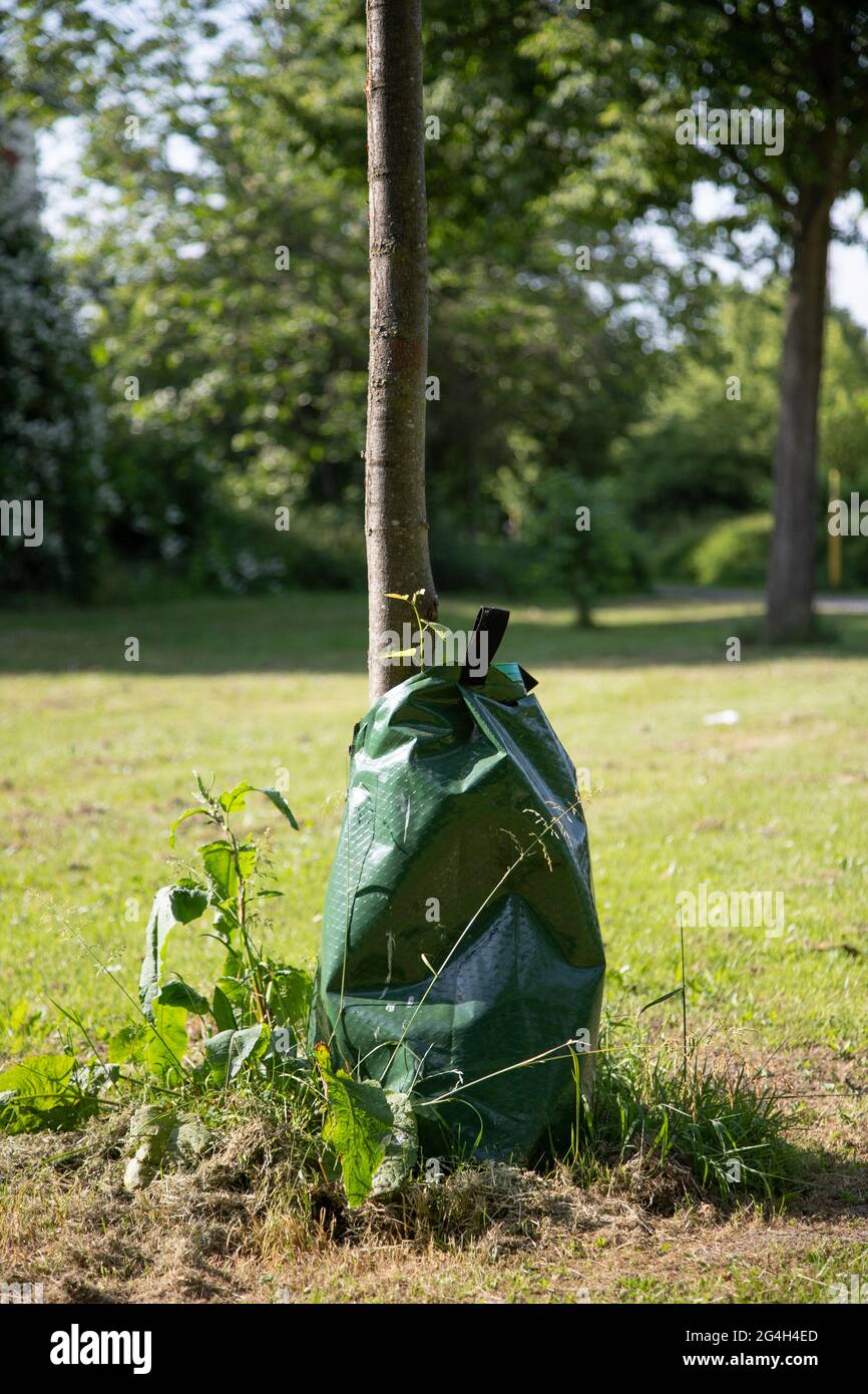 sacchetto di plastica con acqua fissata ad un albero per annaffiare permanentemente l'albero, sacchetto di irrigazione Foto Stock