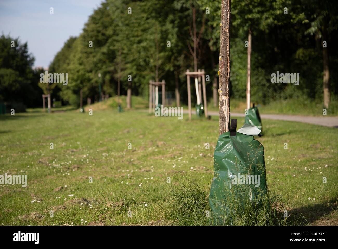 sacchetto di plastica con acqua fissata ad un albero per annaffiare permanentemente l'albero, sacchetto di irrigazione Foto Stock