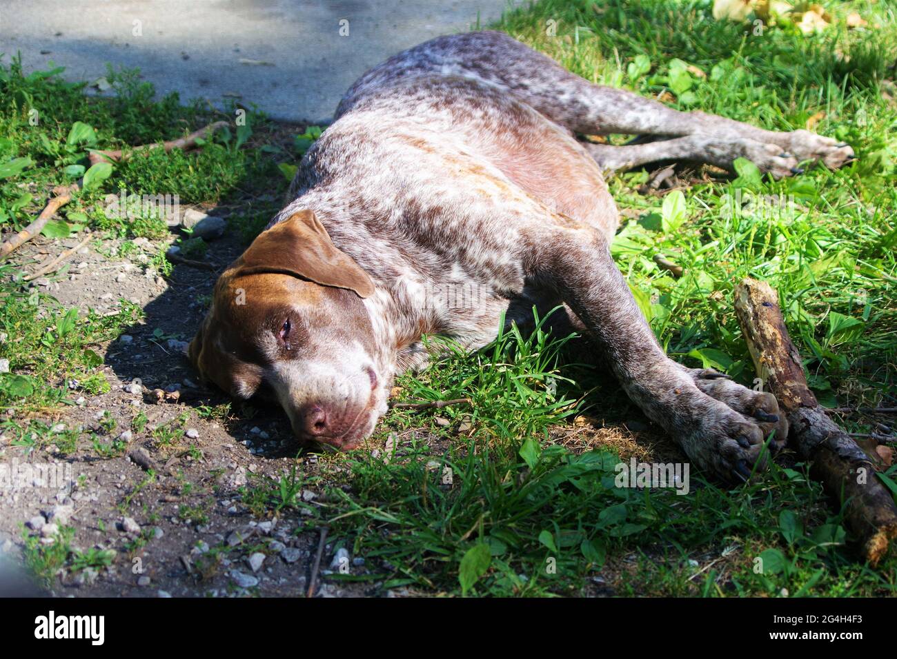 Giorno pigro al sole per un cane addormentato. Foto Stock