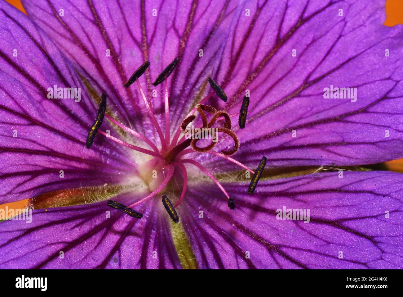 Geranio, cranesbill, primo piano che mostra la resistenza intorno a un ovaio di carpel fuse, con 5 rami di stile, petali viola, fiori perenni duri. Foto Stock