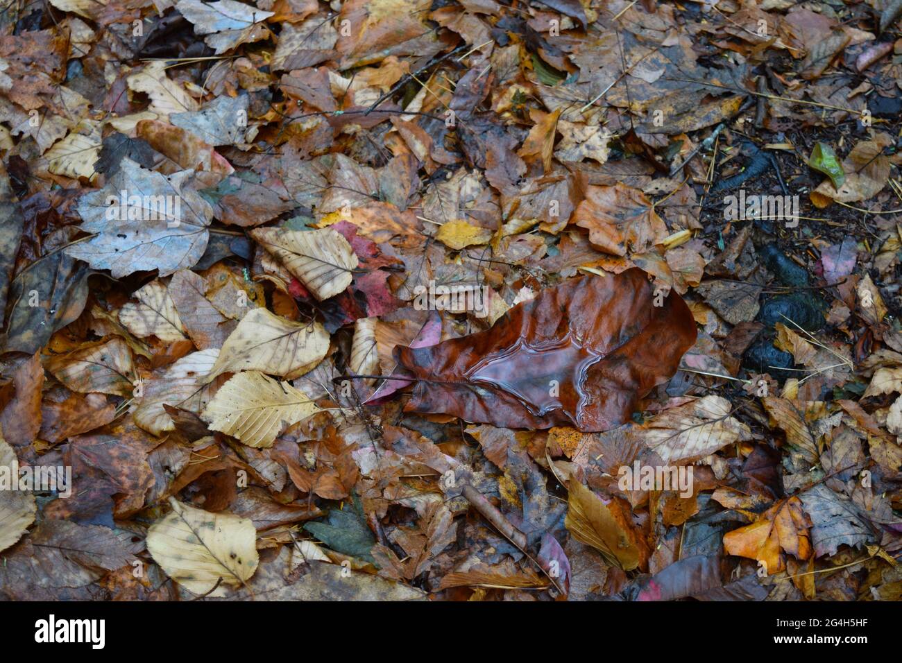Strato di foglie autunnali sul sentiero Appalachiano con acqua imbutita e riflettente in una foglia Foto Stock