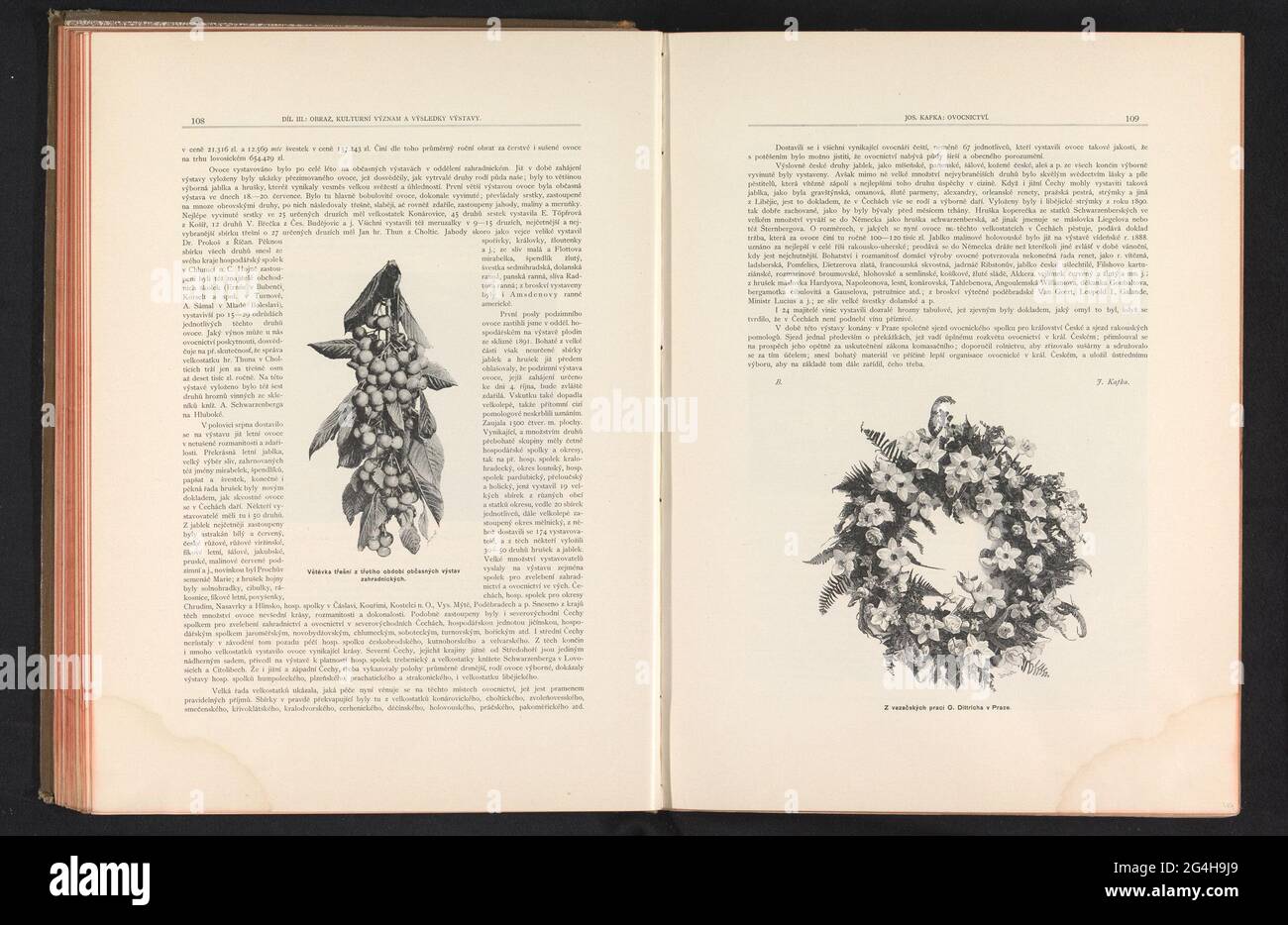 Così van een kersenboom; Tres Vetévn da una terza stagione di cittadini di mostre di giardinaggio. . Foto Stock