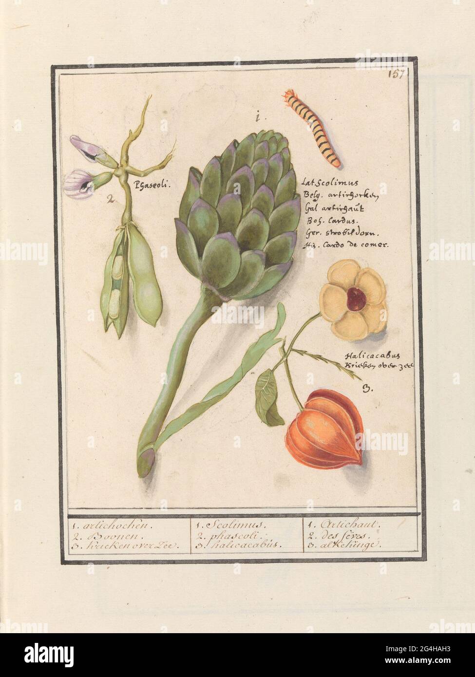 Carciofo (Cynara Scolymus), fagioli larghi (Vicia Faba) e pianta di Lampion (Physalis); 1. Archi. 2. Boonen. 3. Ciliegie di mare. / 1. scolimus. 2. Phascoli. 3. Halicacabus. / 1. Artichaut. 2. Des Feves. 3. Alkekinge. Fagioli (probabilmente fagioli), un carciofo e il fiore e il frutto della pianta della lanterna (bacca d'oro o uva spina). Anche un caterpillar. In alto a destra numerato: 157. Con i nomi in diverse lingue. Parte del secondo album con disegni di fiori e piante. Nono di dodici album con disegni di animali, uccelli e piante conosciuti intorno al 1600, realizzati dall'imperatore Rudolf II Foto Stock