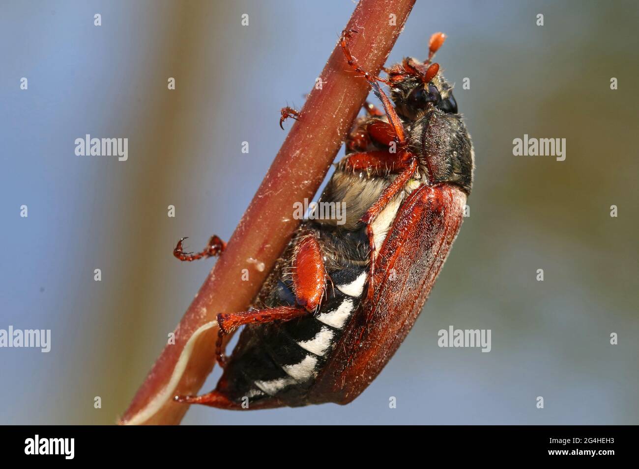 Può insetto coleotteri strisciando lungo il gambo di una pianta. Melolontha cockchafer. Primo piano. Sfondo sfocato. Foto Stock