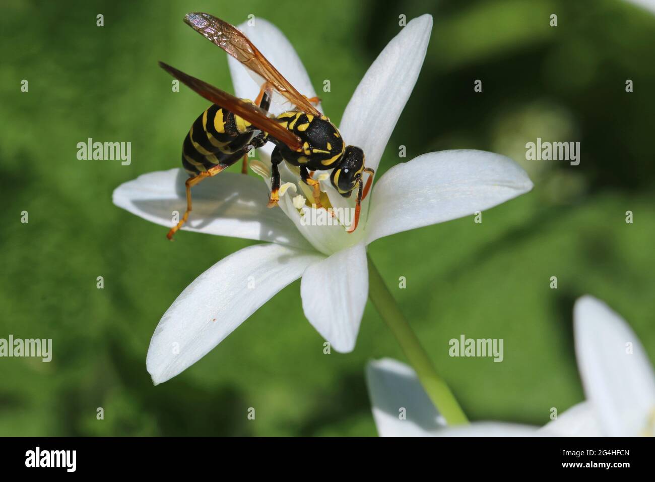 WASP mangia nettare su fiore bianco ornitogalum divergens. Pianta rara. Foto Stock