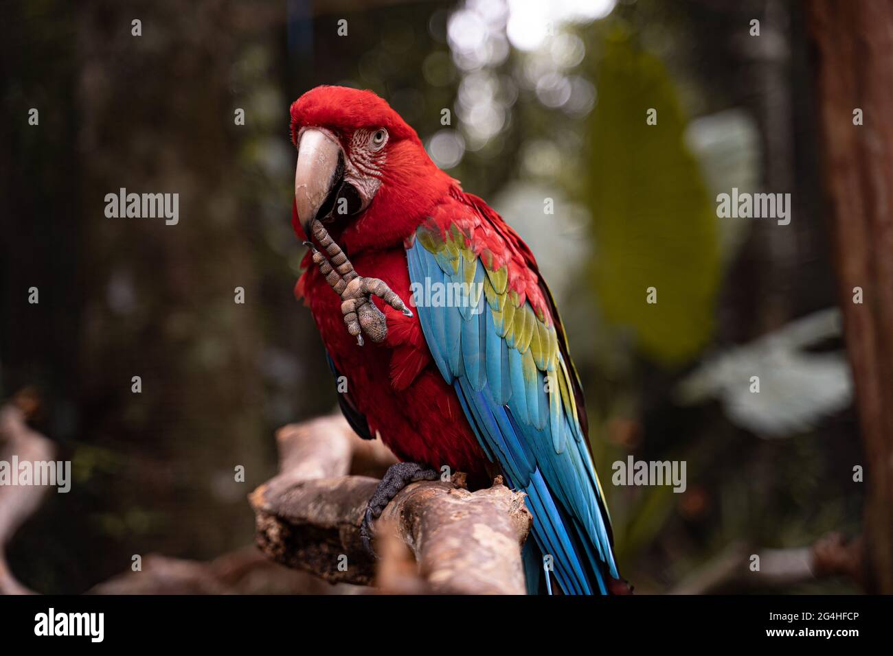 Uccello di macaw rosso brasiliano con sfondo verde Foto Stock