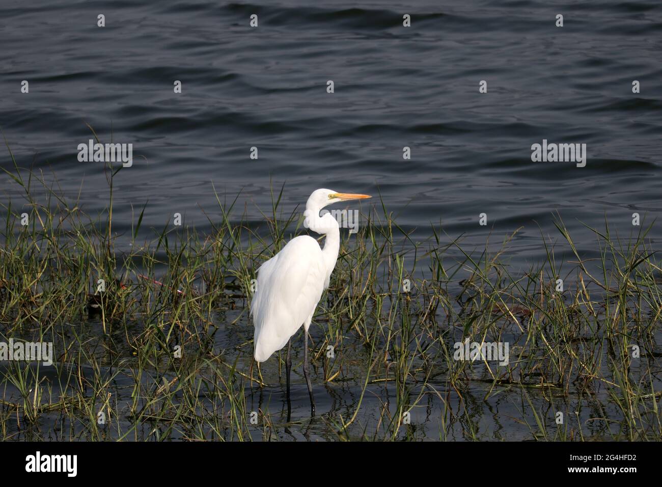 L'airone si erge sull'acqua delle canne. Foto Stock