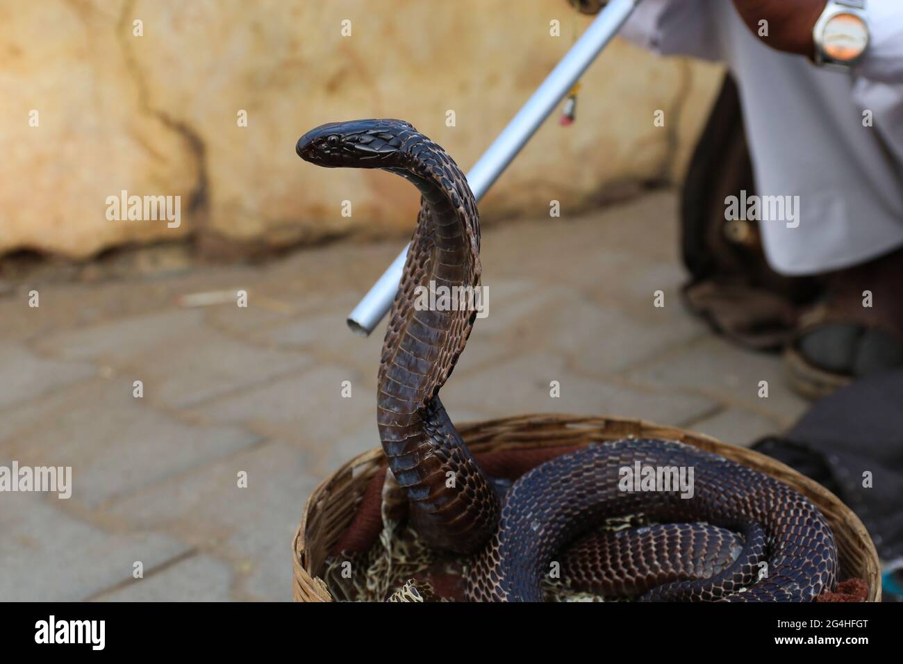 Snake Charmer Sit and play musica per la dimostrazione della danza cobra fuori Amber Fort a Jaipur, India Foto Stock
