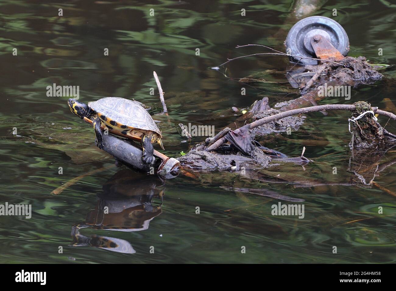 Tartaruga su un tram per lo shopping nel fiume Mersey Foto Stock