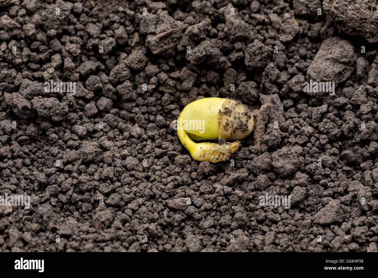 Closeup di germinazione di seme di soia in suolo di campo. Agricoltura, agronomia e concetto di agricoltura. Foto Stock