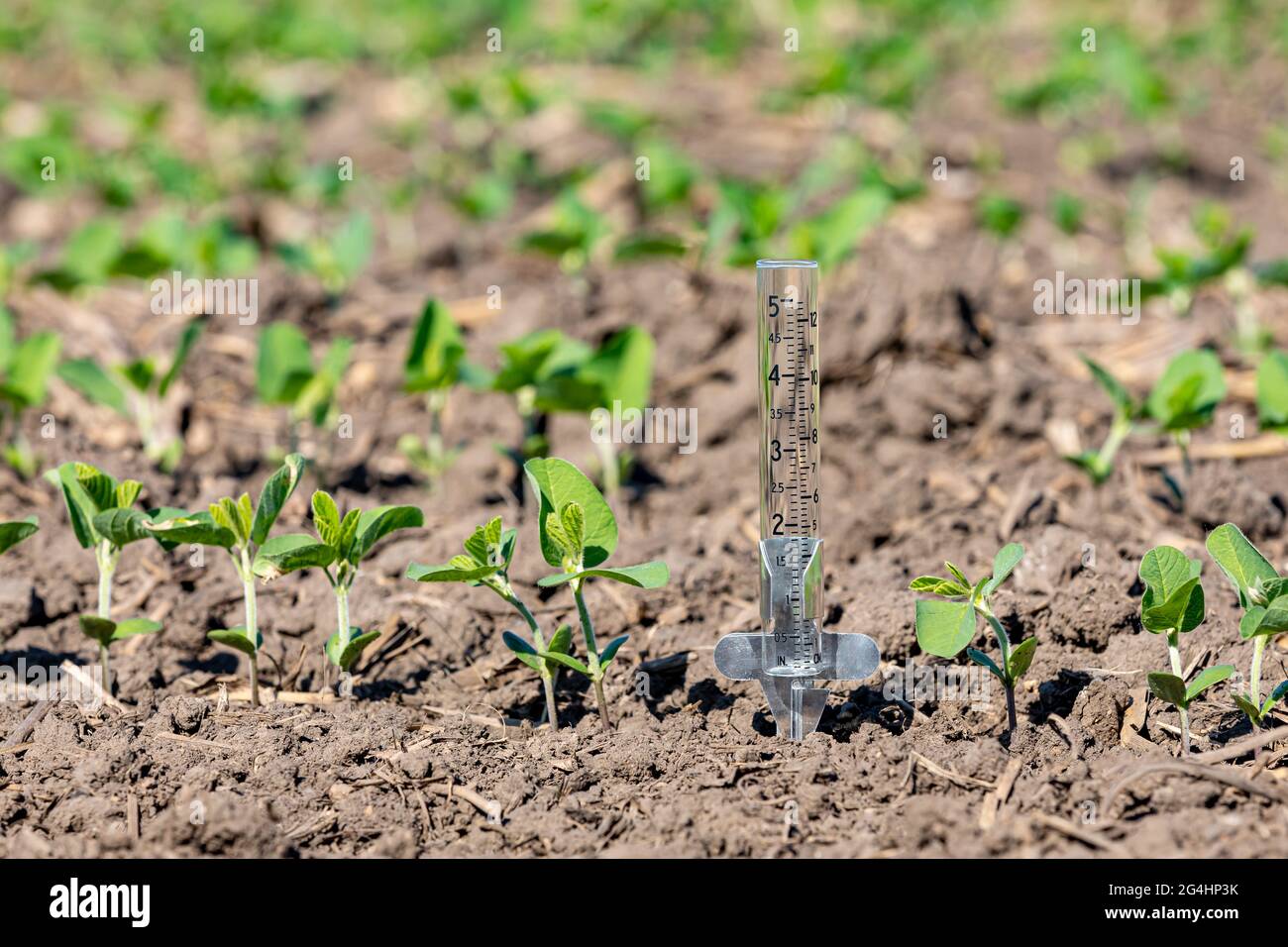 Indicatore pioggia in campo di soia. Concetto di siccità, tempo secco e agricoltura. Foto Stock