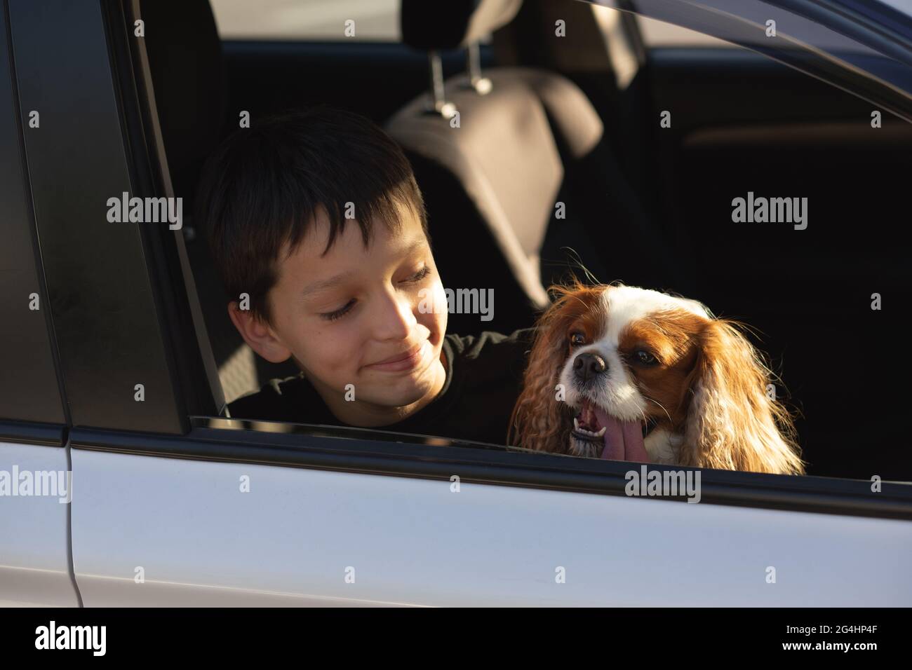 Umorismo foto di ragazzo adolescente sorridente guardando fuori finestra auto con il suo cane cavalier re charles spaniel, che sta per andare in viaggio Foto Stock