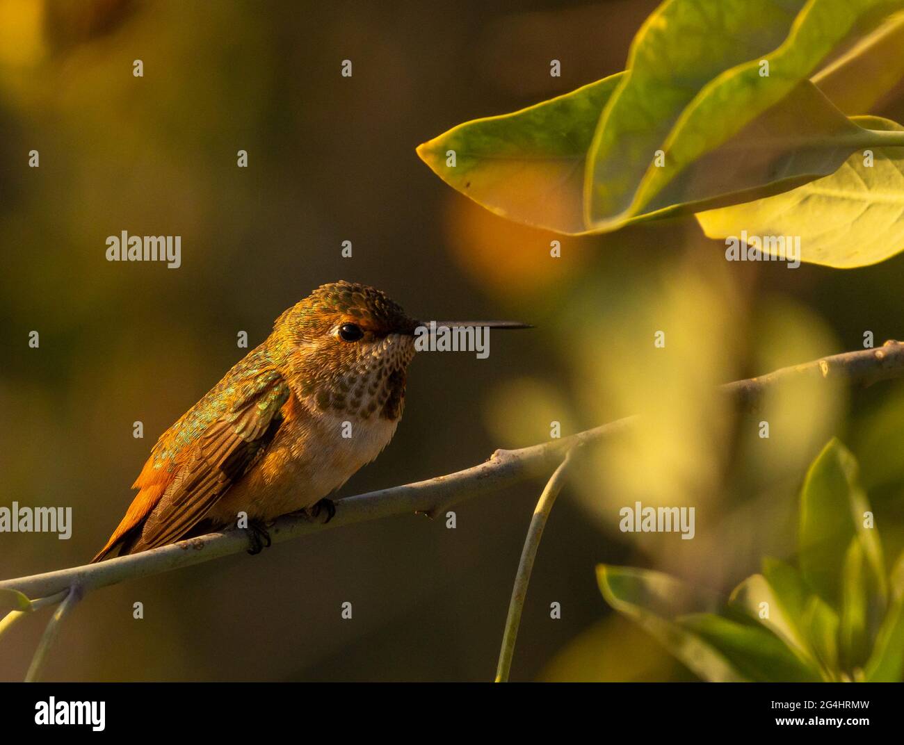 Appollaiato hummingbird Foto Stock