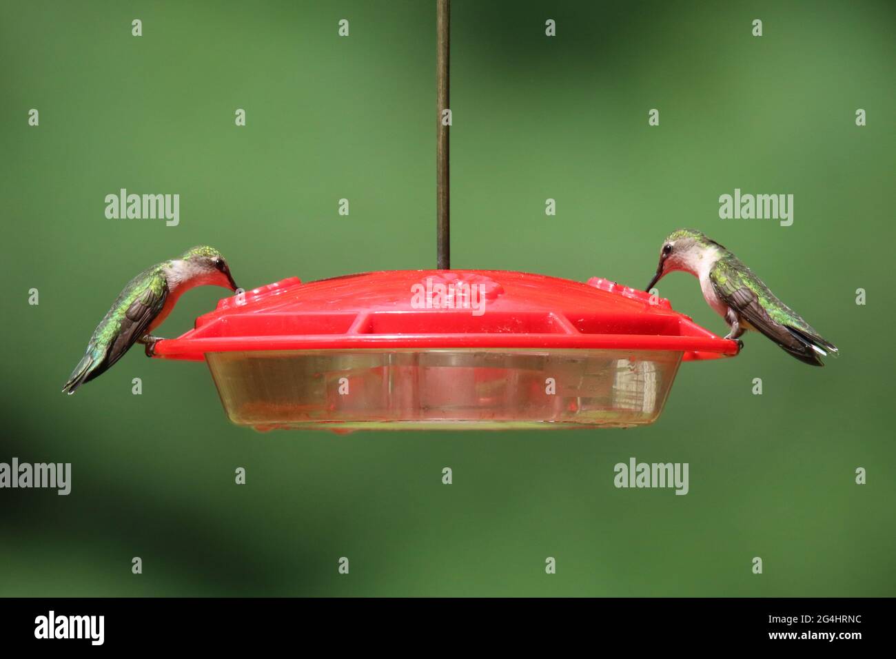 Due colibrì con la gola di rubino che si nutrano dallo stesso alimentatore. Questi uccelli sono normalmente molto territoriali e non amano condividere. Foto Stock