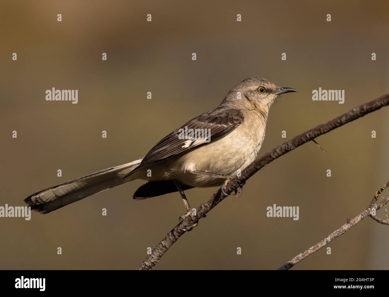 Mockingbird primo piano Foto Stock