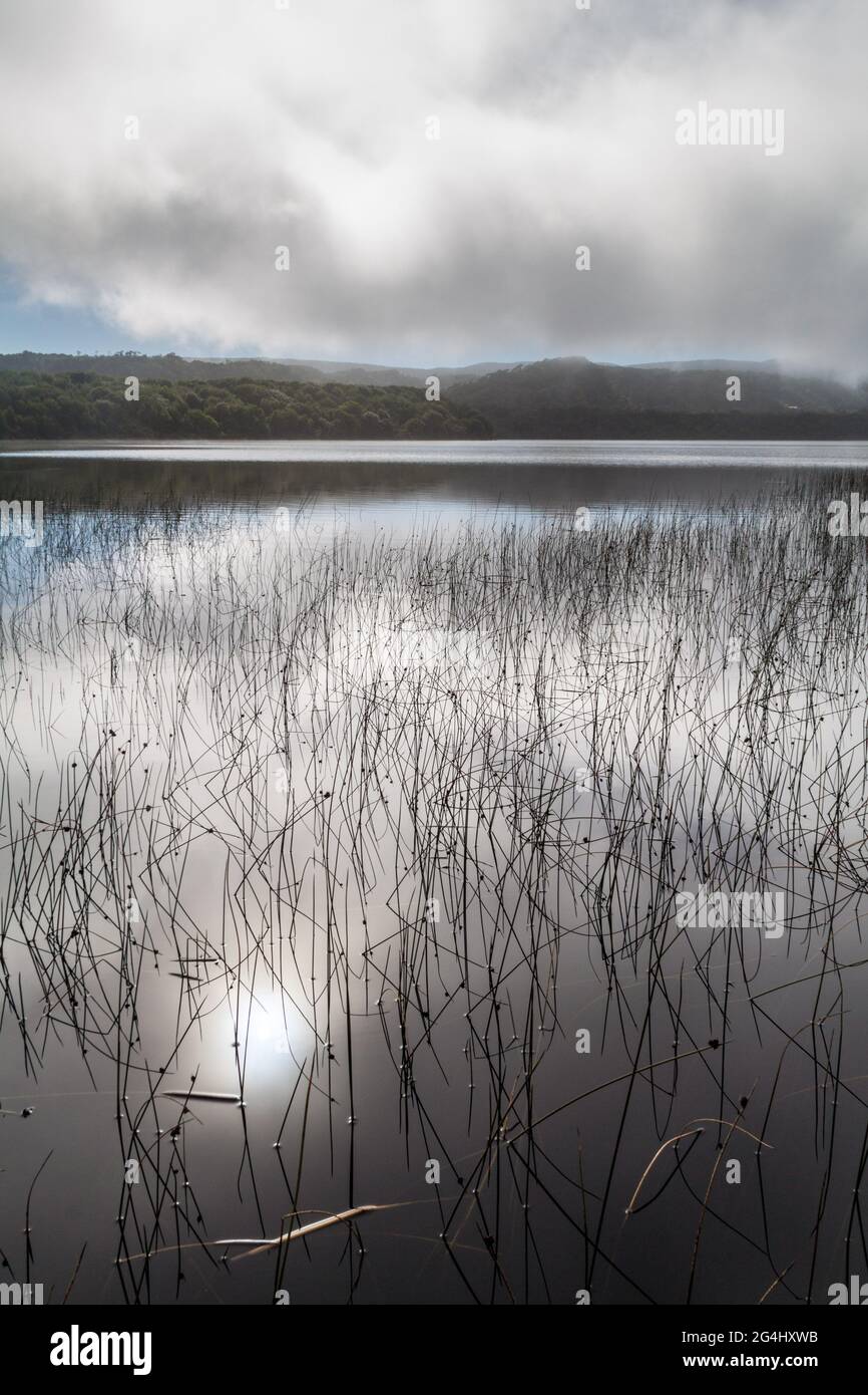 Malinconia mattina in un lago nel Parco Nazionale Chiloe, Cile Foto Stock