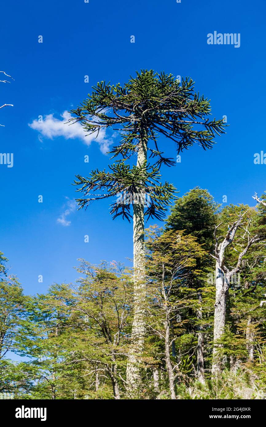 Araucaria nel Parco Nazionale Herquehue, Cile. L'albero si chiama Araucaria araucana (comunemente: Albero puzzle scimmia, coda di scimmia, pino cileno) Foto Stock