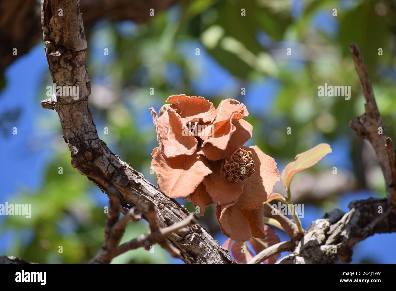 Flor no Cerrado Foto Stock