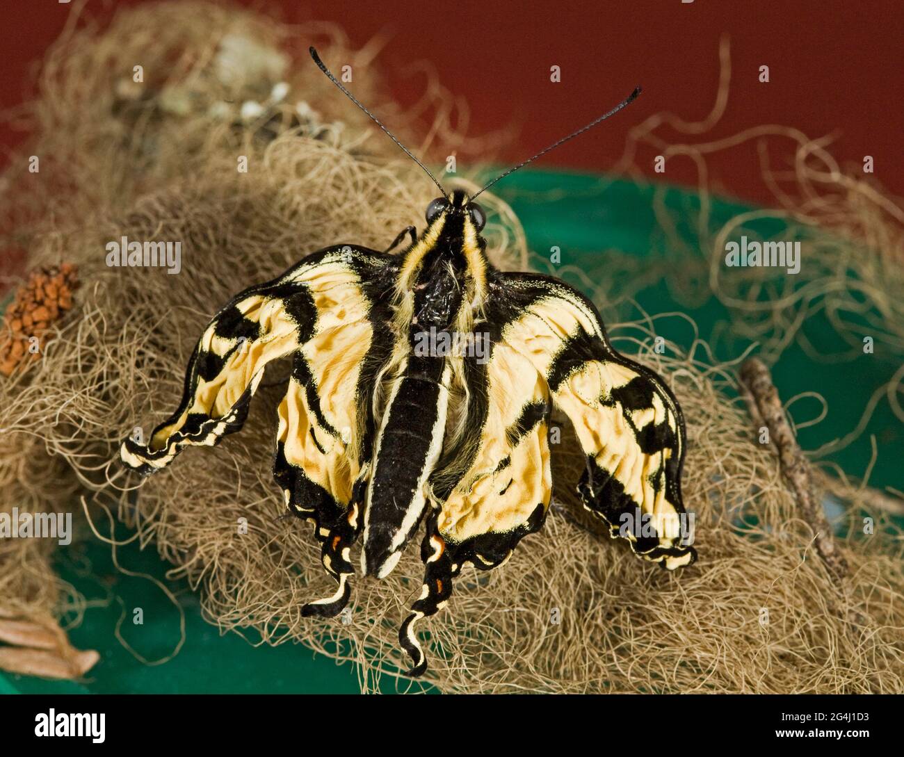 Una farfalla a coda di rondine della tigre occidentale appena eclosata che soffre di ofryocystis elektroskirrha, un'infezione che impedisce alle sue ali di riempirsi di fl Foto Stock