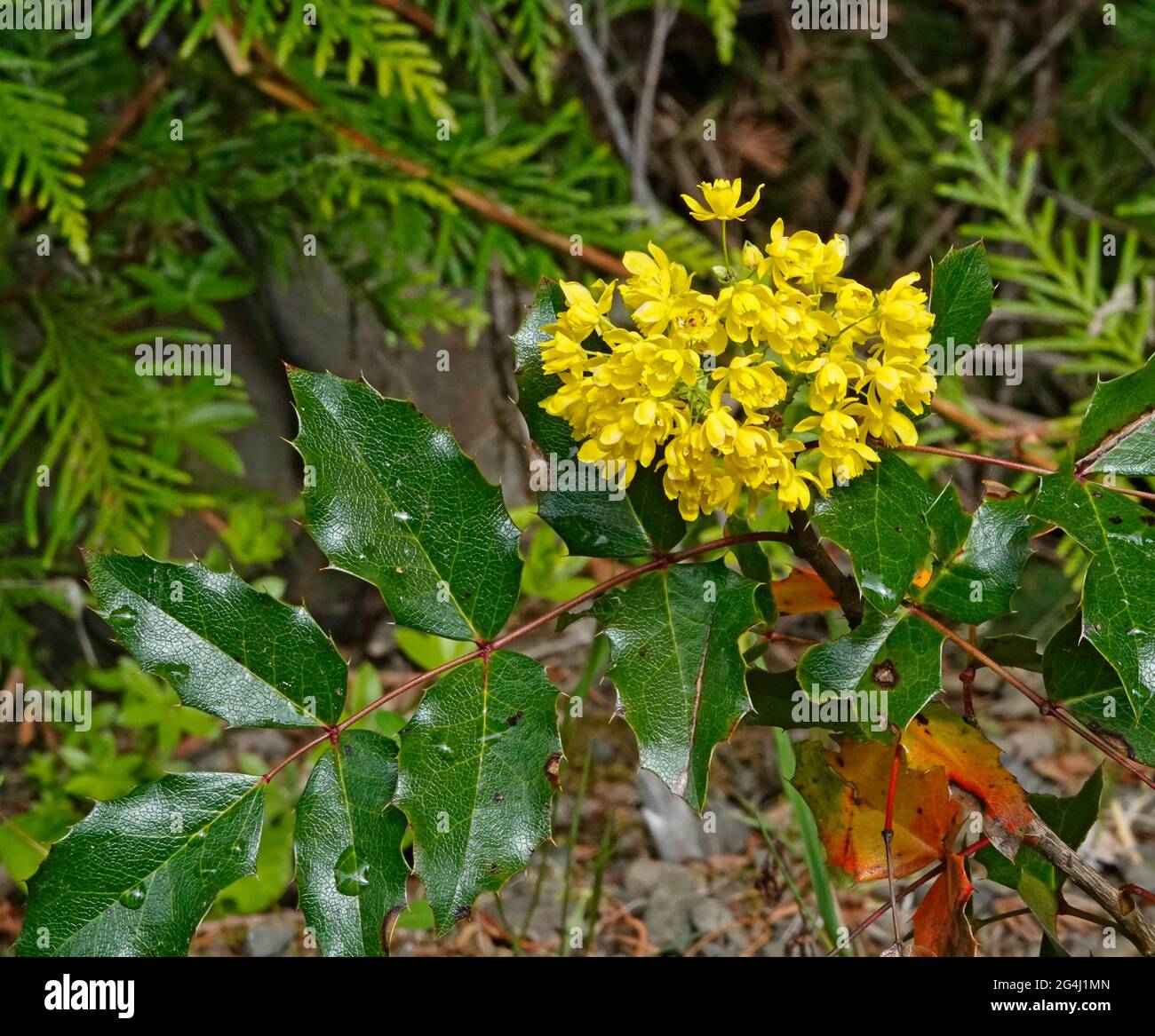 Ritratto della fioritura dell'uva Oregon, Mahonia aquifolium, che cresce nelle Cascade Mountains dell'Oregon centrale. Foto Stock