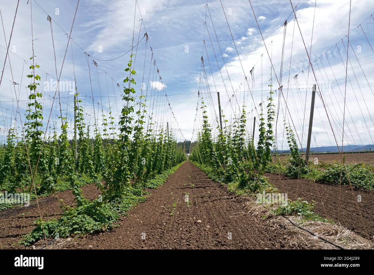 Un campo di luppolo che cresce in una fattoria nella Willamette Valley vicino a Gervais, Oregon Foto Stock