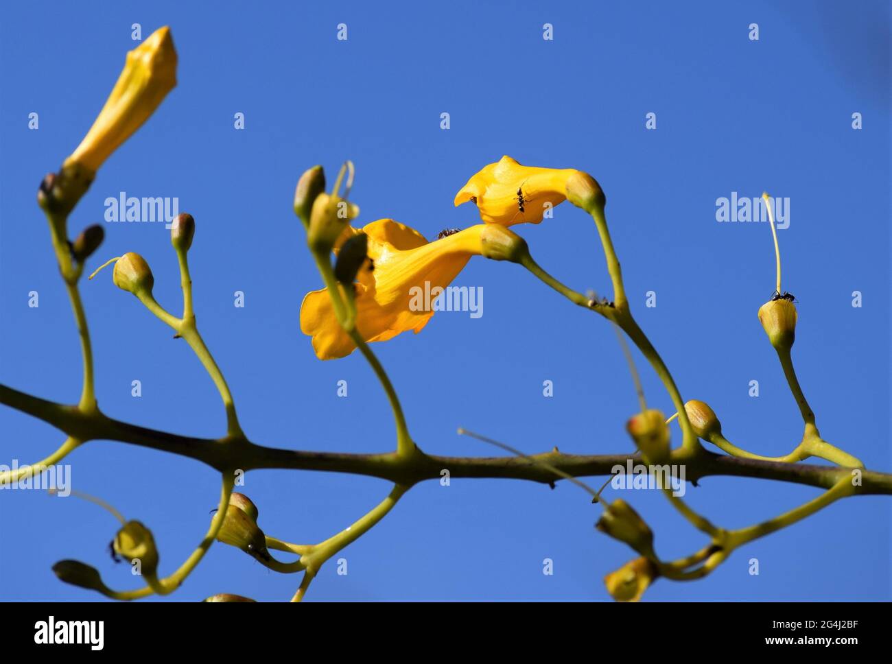 azul e amarelo Foto Stock
