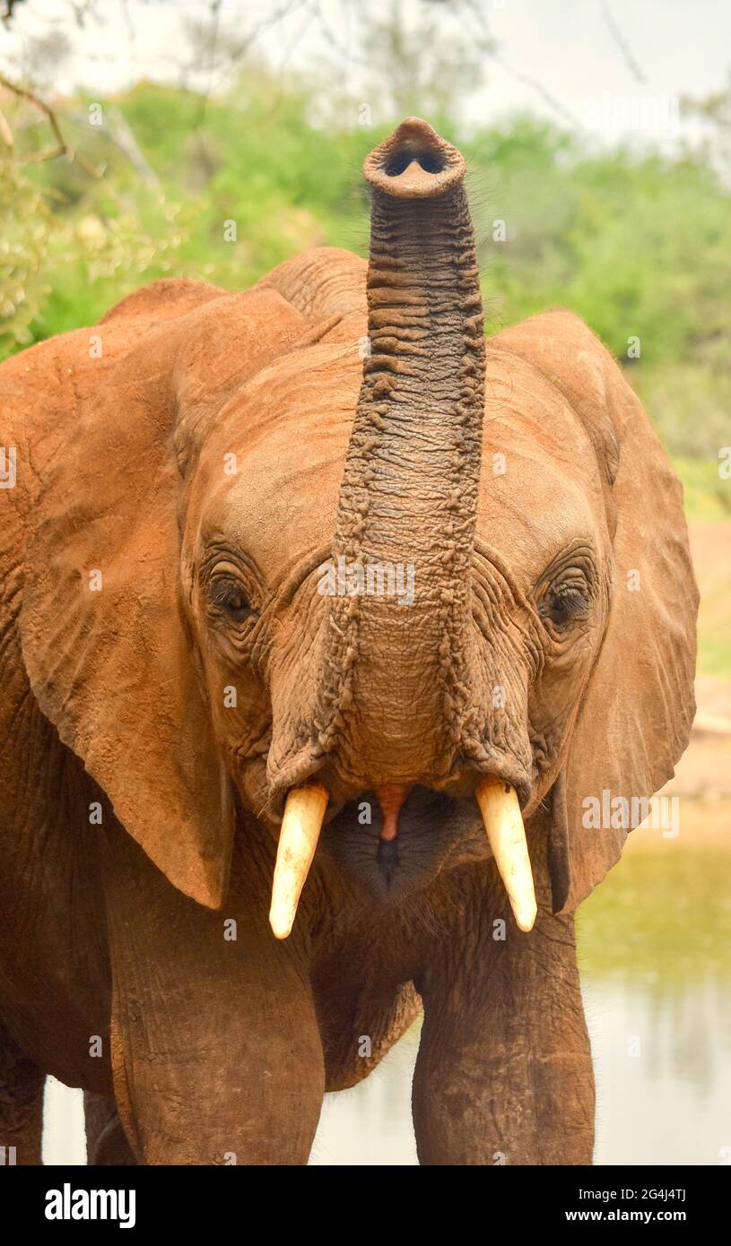 Elefante bambino (Loxodonta africana) con il suo tronco sollevato. Verticale. Primo piano. Parco Nazionale di Tsavo Est, Kenya. Foto Stock