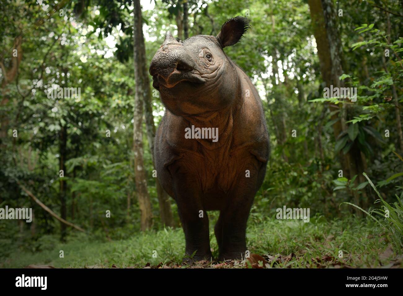 Bina, un rinoceronte di Sumatran al Santuario di Sumatran Rhino in Way Kambas National Park, Indonesia. Foto Stock