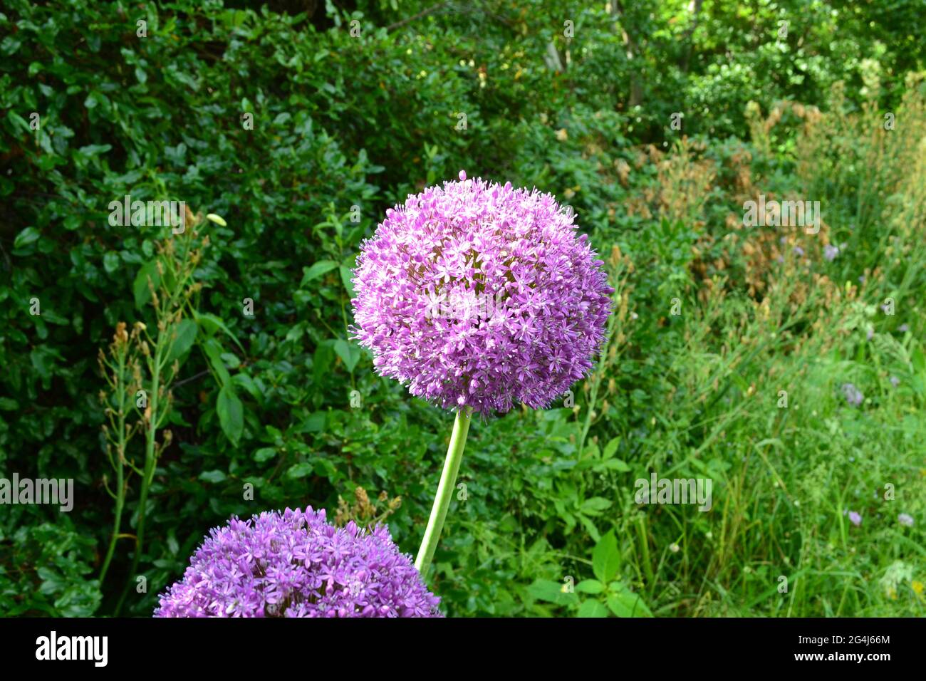 Allium Giganteum a IDE Hill, Kent in Emmetts Garden uno splendido giardino del National Trust con vista sul Weald of Kent. Foto Stock