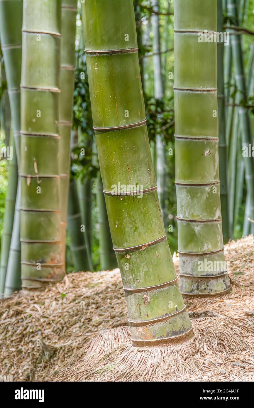 Closeup di grandi alberi di bambù in una foresta in Giappone. Foto Stock