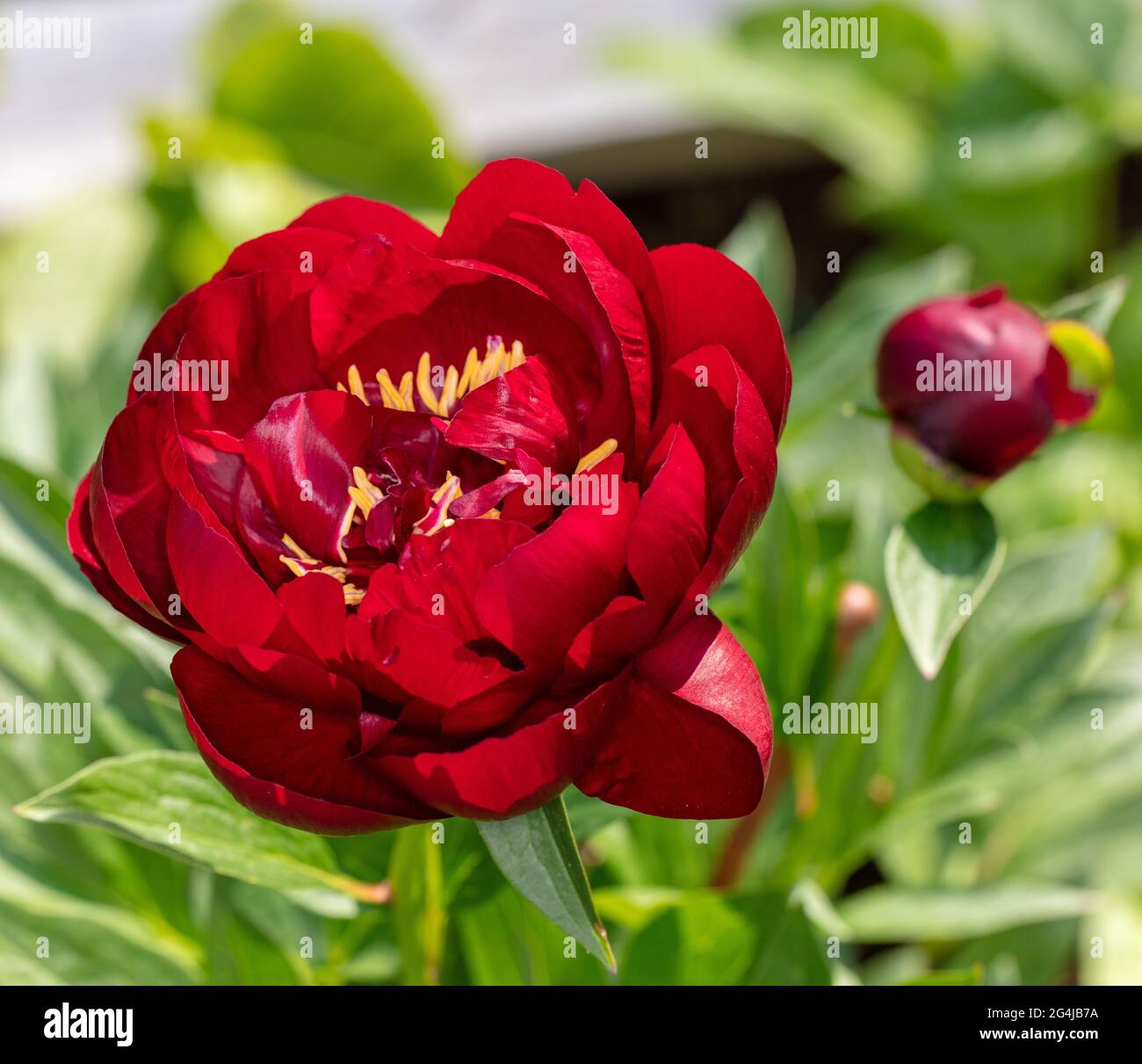 'Buckeye Belle' Piony giardino comune, Luktpion (Paeonia lactiflora) Foto Stock