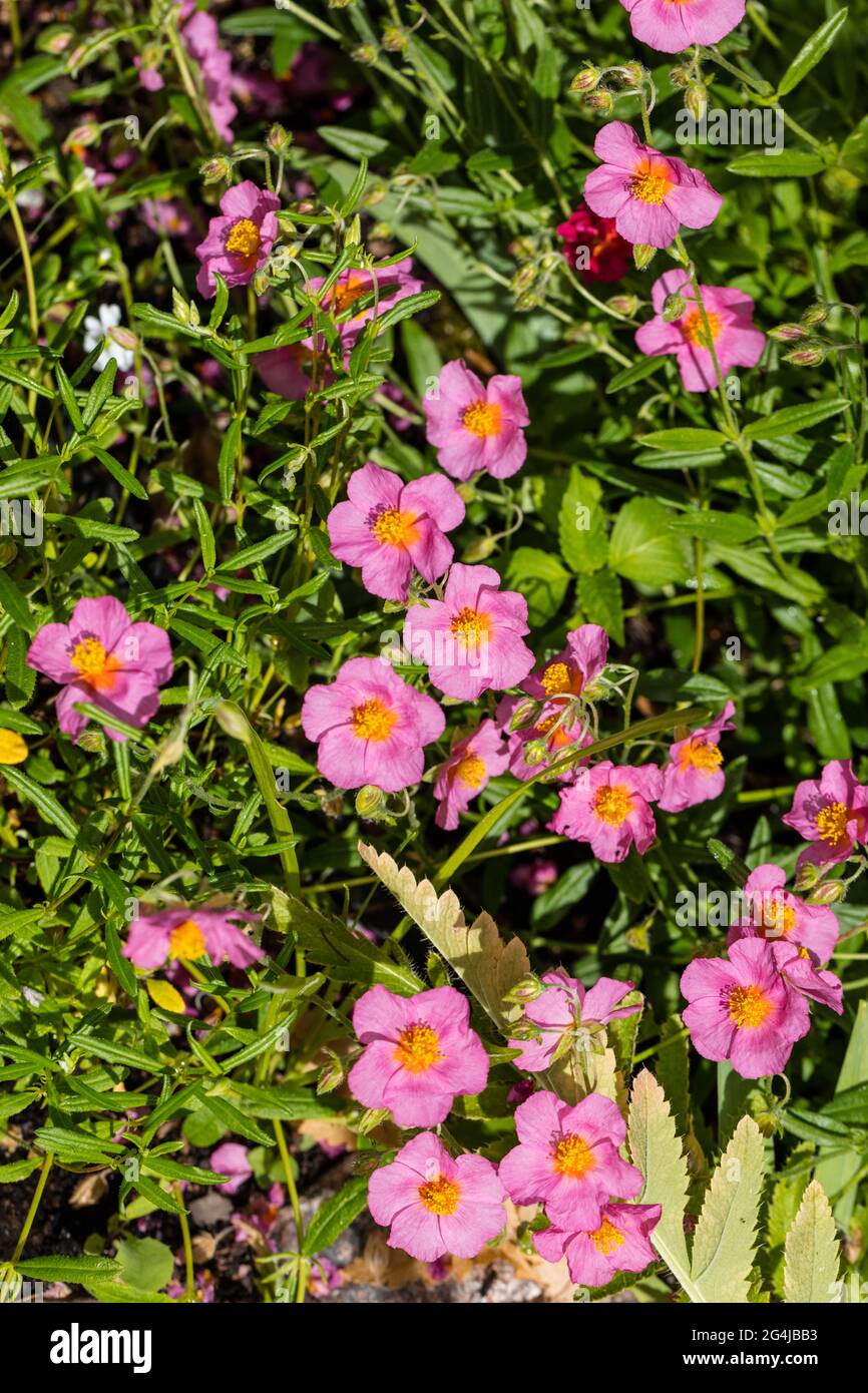 "Lawrenson's Pink" Rock Rose, Solvända (Helianthemum Hybrid) Foto Stock