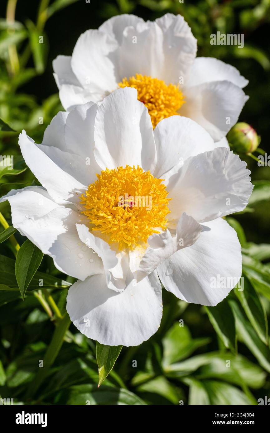 'Ali bianche' giardino comune peonia, Luktpion (Paeonia lactiflora) Foto Stock