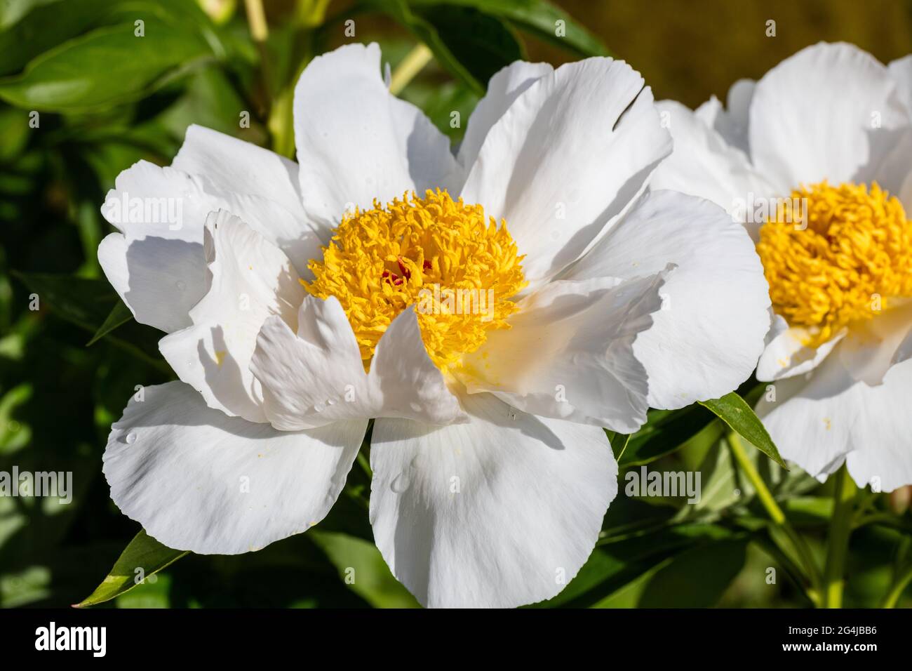 'Ali bianche' giardino comune peonia, Luktpion (Paeonia lactiflora) Foto Stock