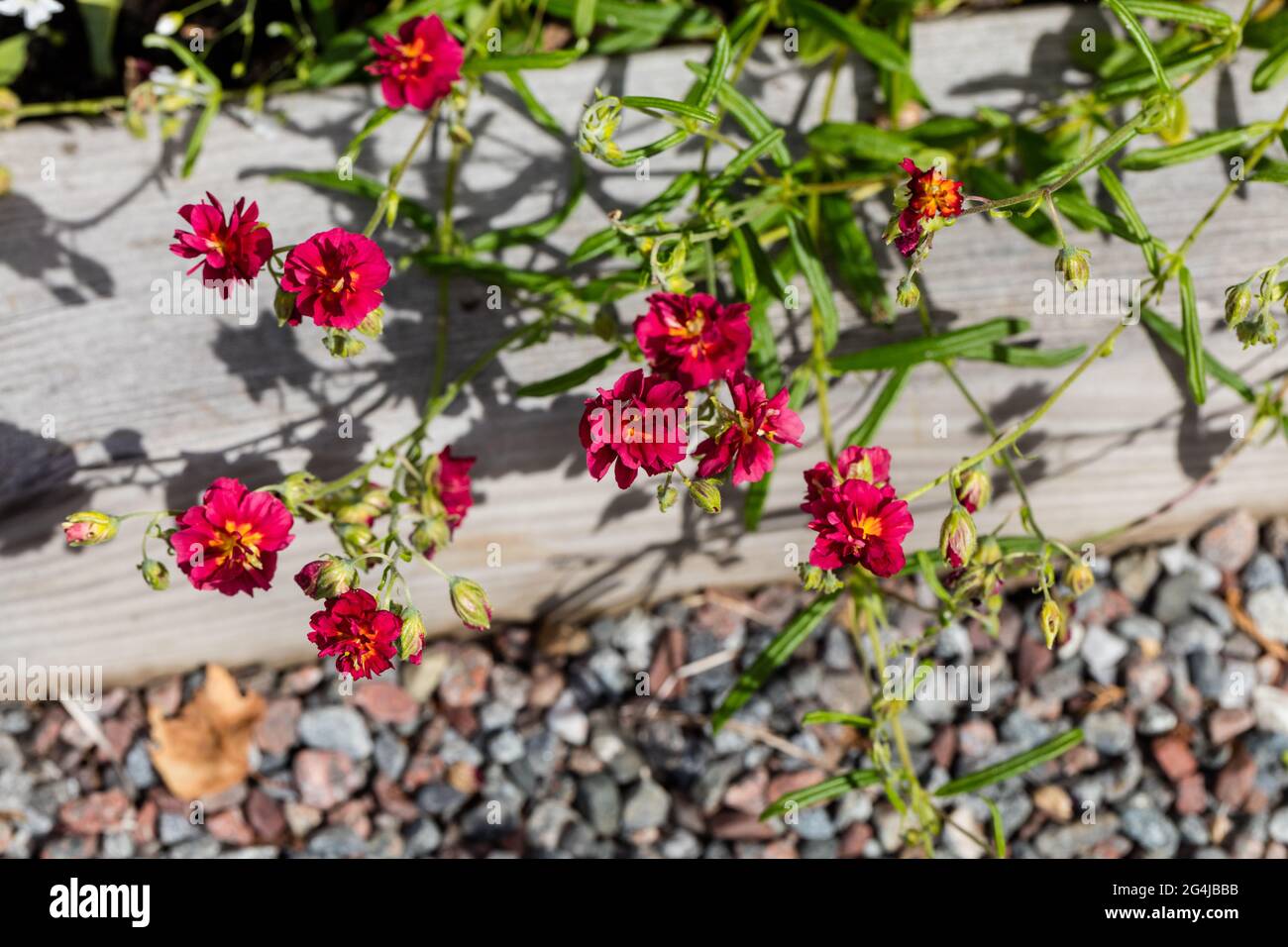 "Cerise Queen" Rock Rose, Solvända (Helianthemum Hybrid) Foto Stock