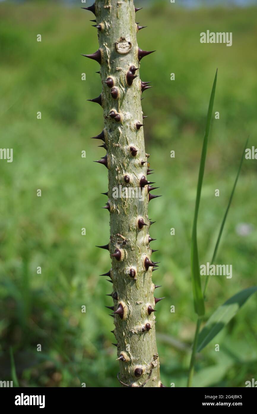 Erythrina variegata con sfondo naturale. Chiamato anche dadap, cangkring, artiglio tigre e albero di corallo indiano Foto Stock