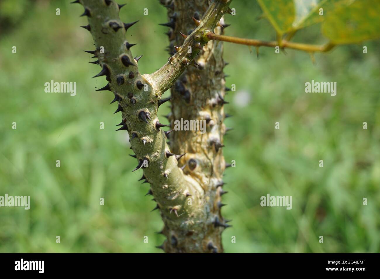 Erythrina variegata con sfondo naturale. Chiamato anche dadap, cangkring, artiglio tigre e albero di corallo indiano Foto Stock