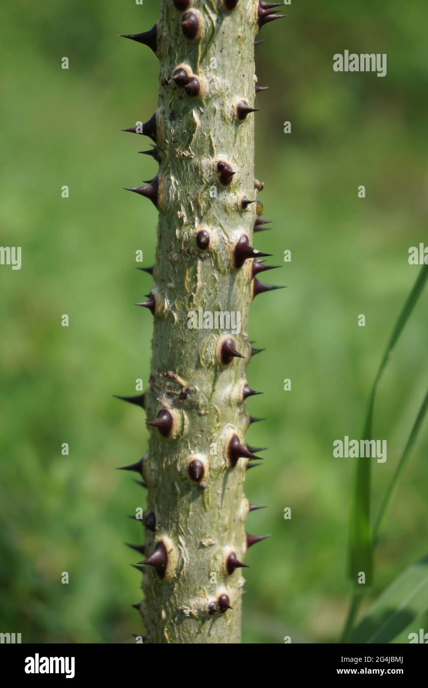 Erythrina variegata con sfondo naturale. Chiamato anche dadap, cangkring, artiglio tigre e albero di corallo indiano Foto Stock
