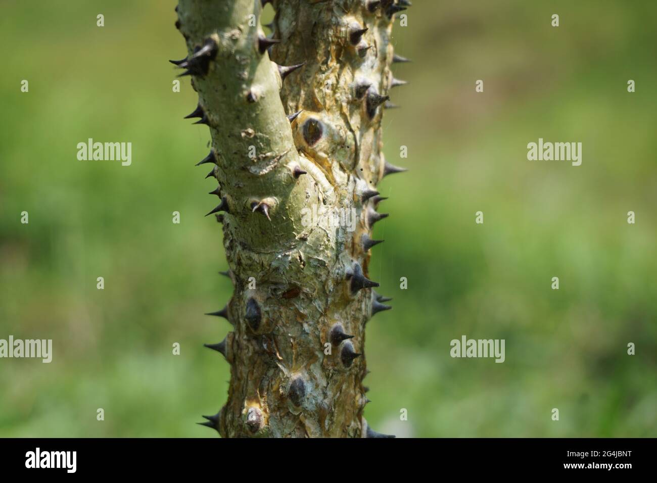 Erythrina variegata con sfondo naturale. Chiamato anche dadap, cangkring, artiglio tigre e albero di corallo indiano Foto Stock