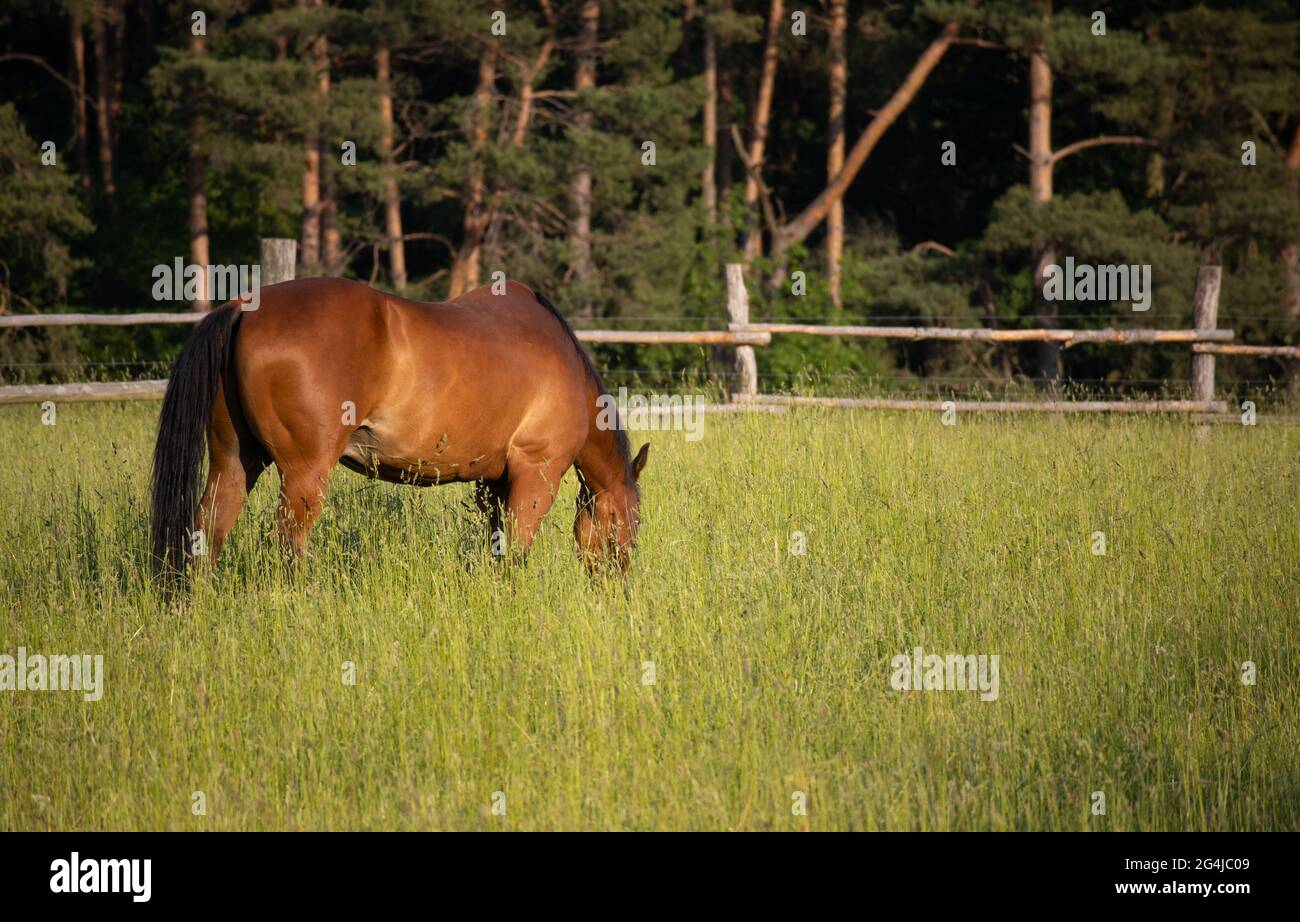 Cavallo marrone da solo Foto Stock